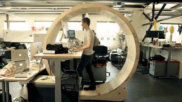 A person walking inside a human-sized hamster wheel fitted with a standing desk.
